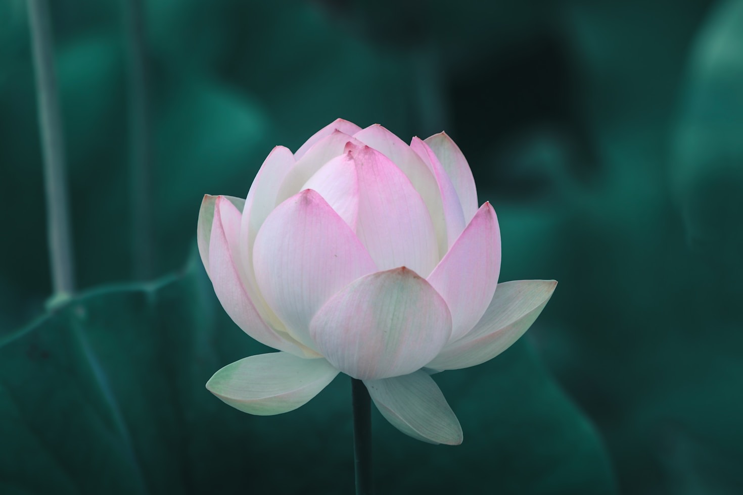The Role of Faith in The God Frequency